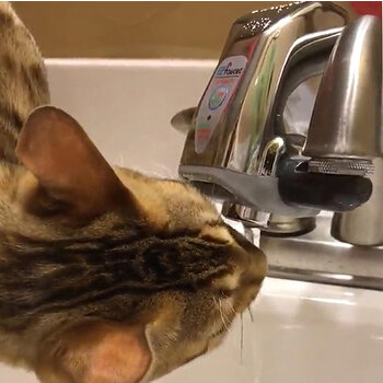 iTouchless EZ PRO Automatic Sensor Faucet Adapter for Bathroom, Kitchen Sink, Also use as Cat Fountain and Pet Water Dispenser, In Use Kitchen View